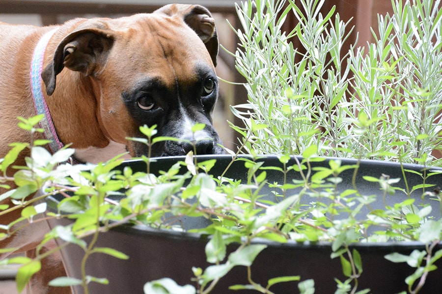 toxic plants for dogs