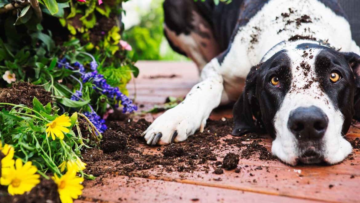 Unsafe Plants for Dogs: Guarding Your Pet Against Unidentified Threats