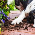 Unsafe Plants for Dogs: Guarding Your Pet Against Unidentified Threats