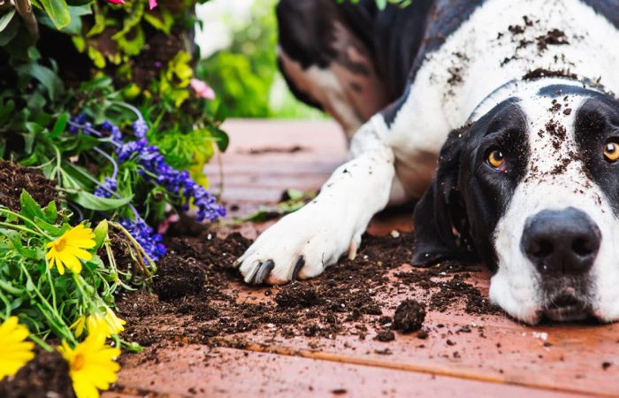 Unsafe Plants for Dogs: Guarding Your Pet Against Unidentified Threats